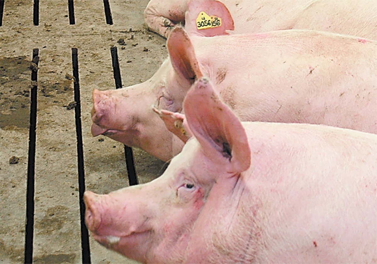 Two hogs rest on the slatted floor of an indoor pen, one appears to be sticking its tongue out.