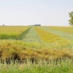 Swaths of crop in a canola field north of Deerwood, Manitoba, on a warm and sunny day in September 2023.