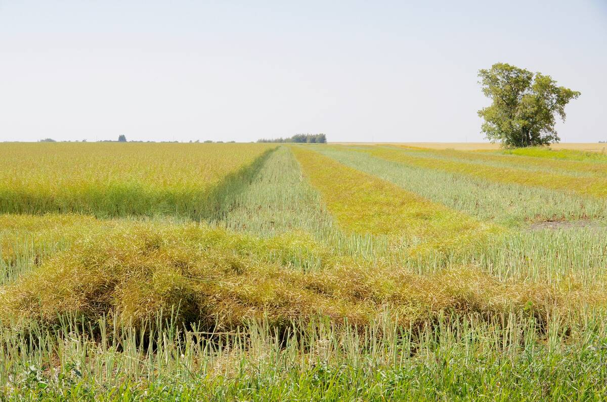 Swaths of crop in a canola field north of Deerwood, Manitoba, on a warm and sunny day in September 2023.