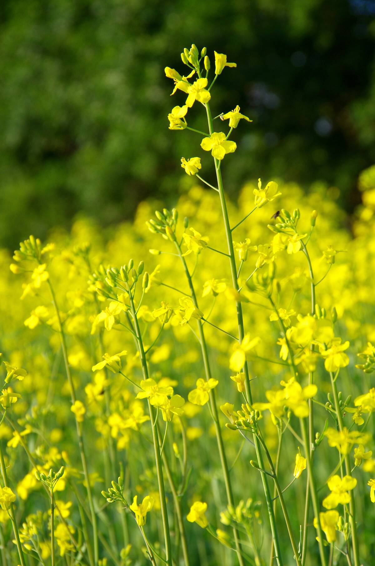 Close up photo of blooming canola in a Manitoba field. 