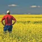 A farmer in a red shirt and ball cap stands, with hands on his hips, in the middle of a brilliant yellow canola field in full bloom.