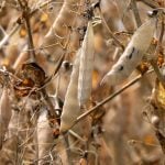 Close-up of some yellow peas on the plant, ready to be harvested.