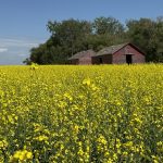 A canola field in full bloom with two old wooden sheds and some trees in the background.