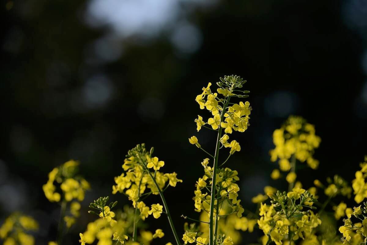 Chinese anti-dumping duties shut market to Canadian canola