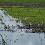 A wheat field is partially flooded.
