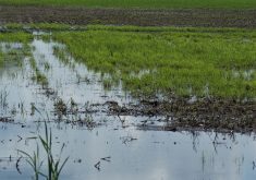 A wheat field is partially flooded.