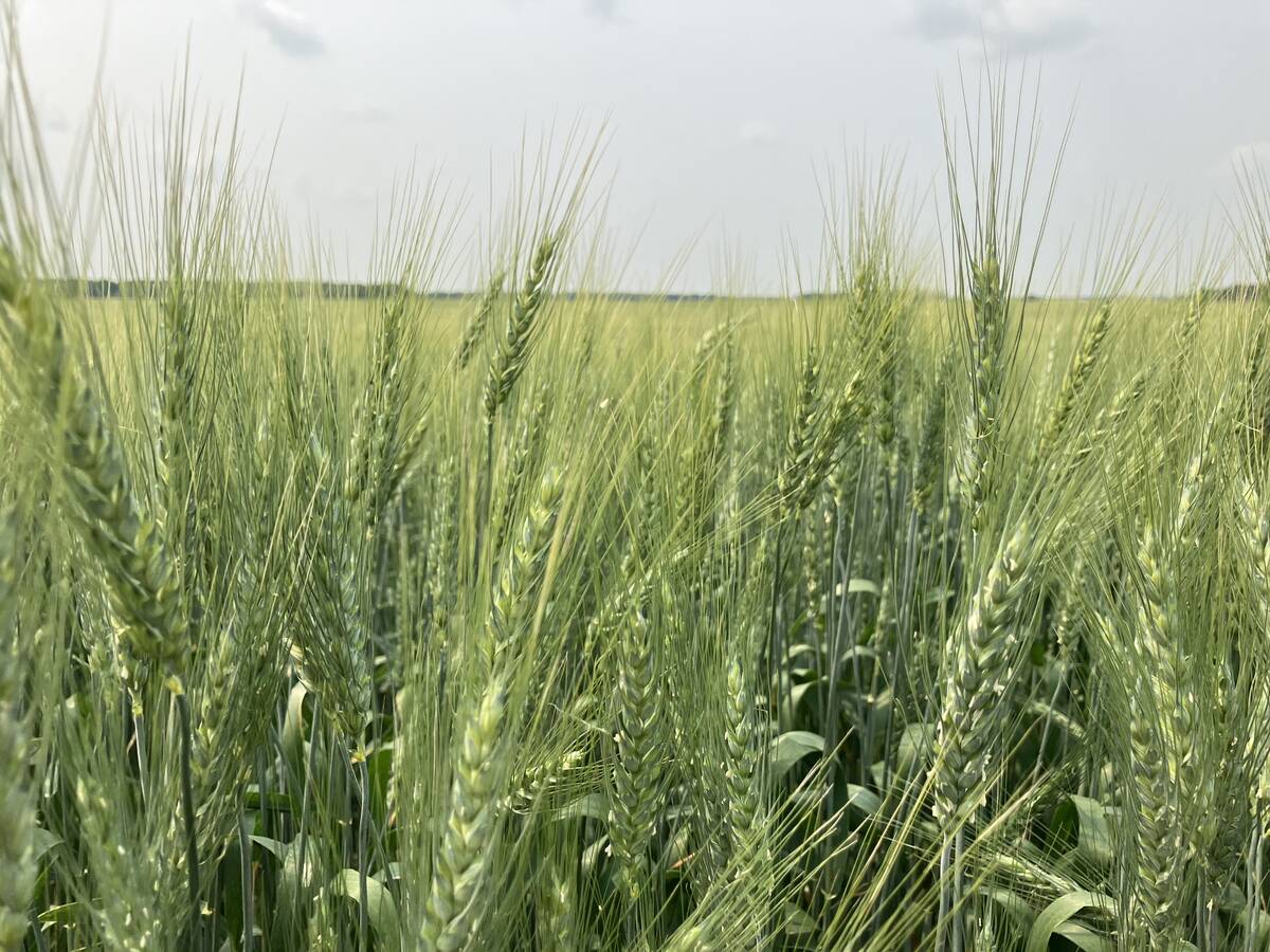 Wheat near Stockholm, Saskatchewan in July, 2024.