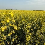 A canola field in full bloom.