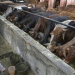 Dairy cattle in India eat out of a concrete bunk while a worker watches with three empty pails at her feet.