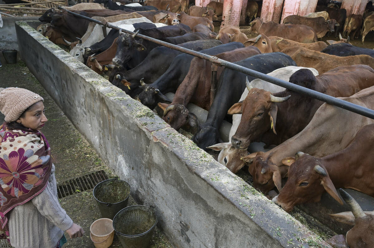 Dairy cattle in India eat out of a concrete bunk while a worker watches with three empty pails at her feet.
