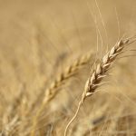 A wheat head in a ripe wheat field west of Marcelin, Sask., on August 27, 2022.