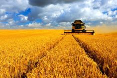 Markets are quieter-than-normal as farmers continue to be busy with harvest operations. Photo: Thinkstock