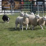 A black and white border collie named "Dot" herds sheep in a grassy pen at the Ag in Motion 2025 stock dog demonstration.