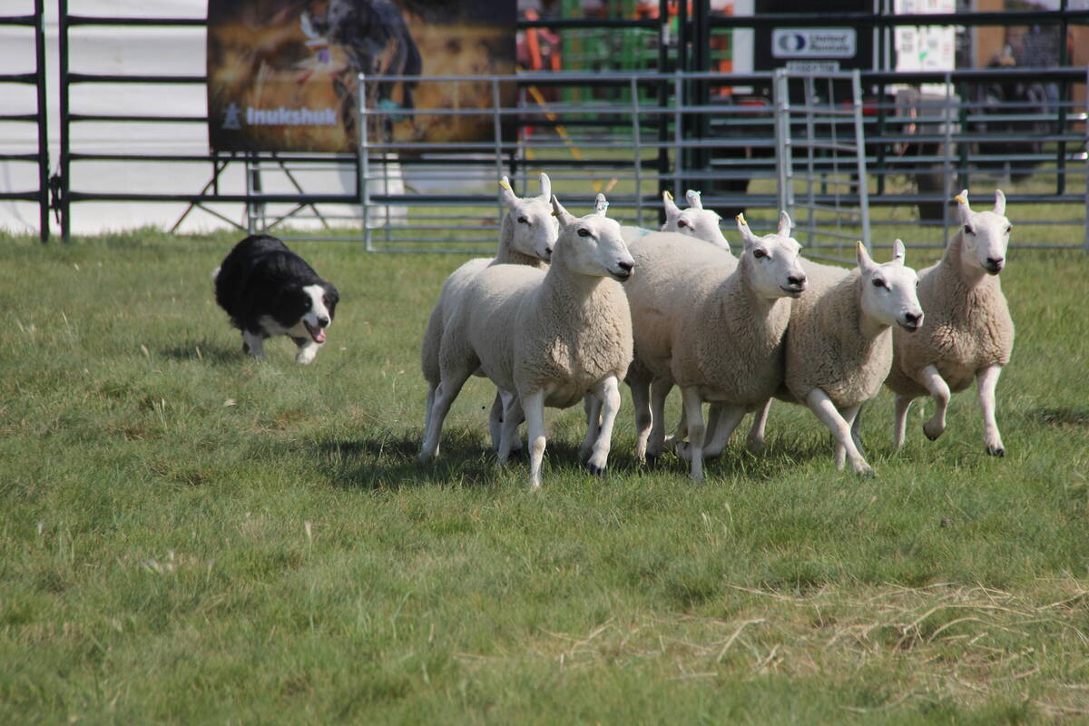 A black and white border collie named "Dot" herds sheep in a grassy pen at the Ag in Motion 2025 stock dog demonstration.