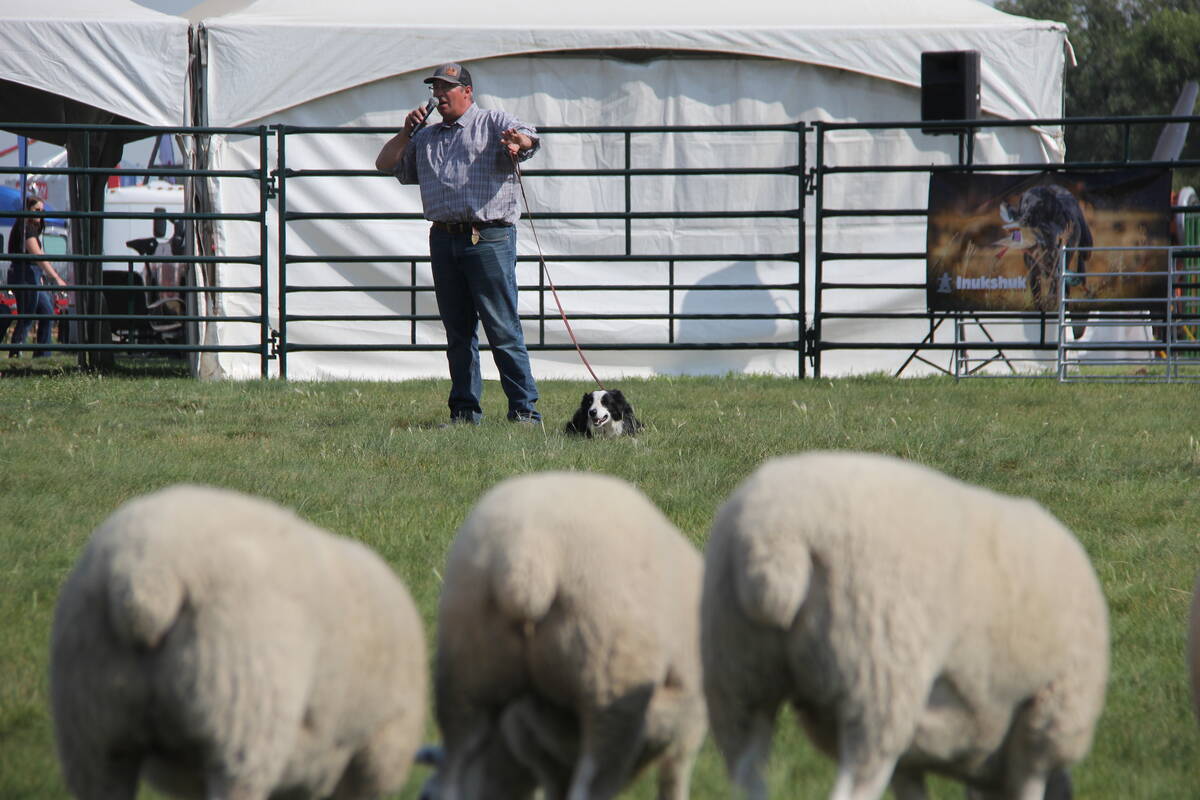 Dot, the border collie, waits patiently for the command, ready to pounce, at the feet of her trainer, Jared Epp.