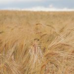 Feed Grain Weekly: Barley seeing low prices, demand