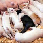 Piglets, some of them sleeping, suckle on a sow in an indoor pen.
