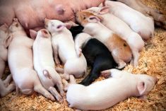 Piglets, some of them sleeping, suckle on a sow in an indoor pen.
