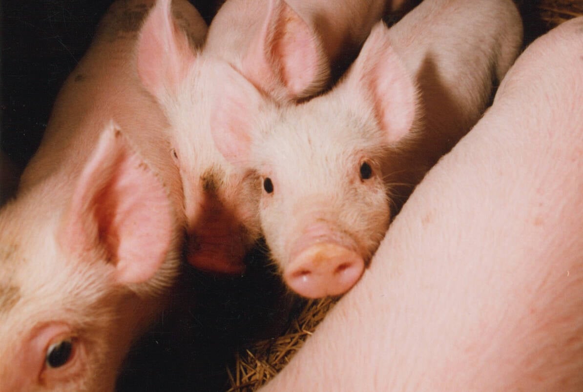 A piglet looks up at the camera from within its indoor pen in a pig barn.