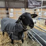 A black sheep is in a temporary pen, standing in hay and wearing a green sheep blanket at an industry show.