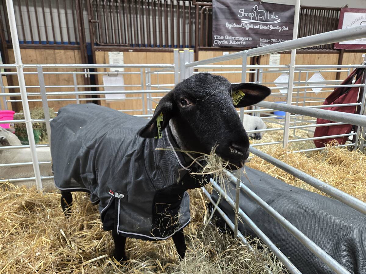 A black sheep is in a temporary pen, standing in hay and wearing a green sheep blanket at an industry show.