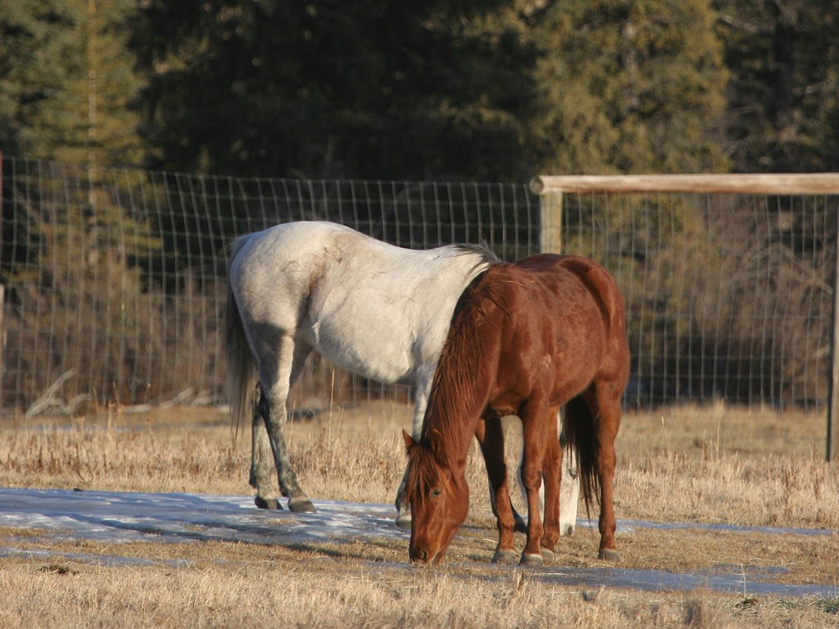 Two horses, a bay and a gray, graze in front of a page wire fence in a scenic pen with pine trees in the background.