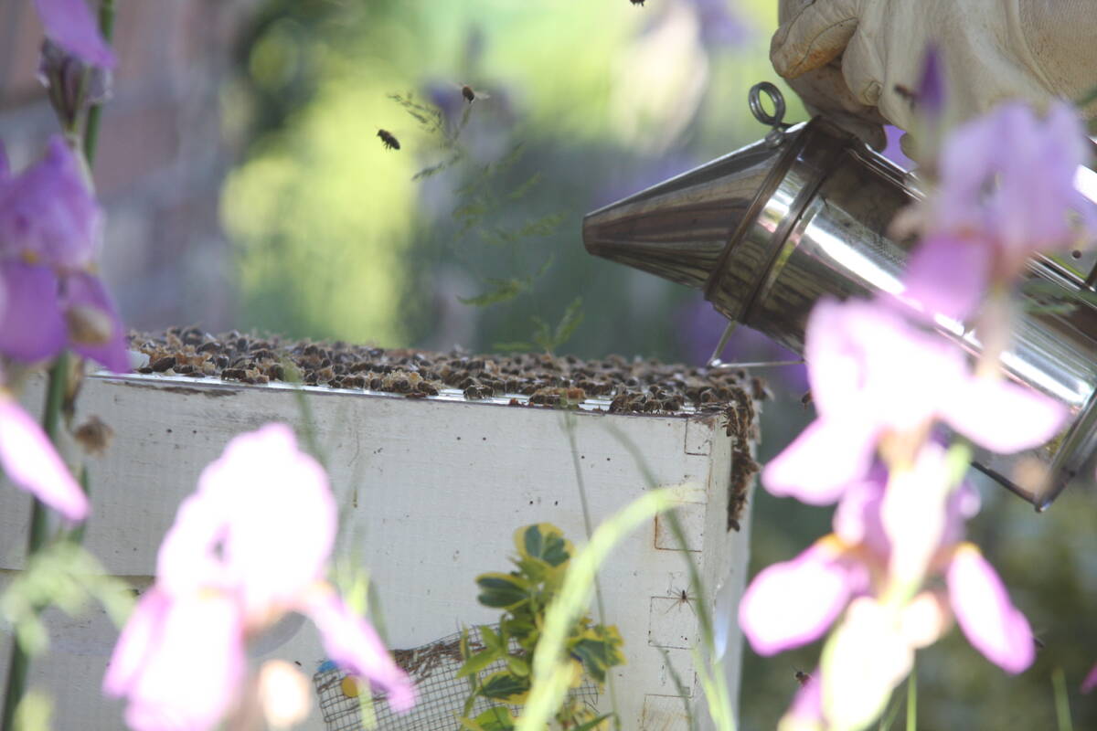 A beekeeper holds their smoke pot over a hive ready to release its smoke to calm the bees while the beekeeper works on the hive.