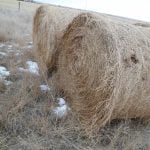 Two large round bales sit in a field with holes from rat damage clearly visible on one of them.