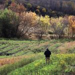 Seasonal farm workers are seen from a distance working in a vegetable crop late in the summer, or early fall.