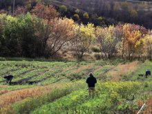 Seasonal farm workers are seen from a distance working in a vegetable crop late in the summer, or early fall.