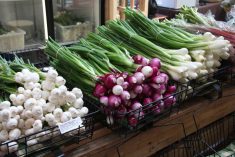 A variety of freshly-picked onions are displayed in wire baskets on a counter at a farmer's market.