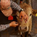 Animal health worker Eduardo Lugo treats the wounds of a cow as Chihuahua ranchers intensify surveillance for the screwworm after the U.S. suspended cattle imports following the detection of the parasite in southern Mexico, at the Chihuahua Regional Livestock Union, in Nuevo Palomas, Mexico May 16, 2025. Photo: Reuters/Jose Luis Gonzalez