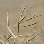 Mature standing canola is ready for harvest in west-central Manitoba in late September. PHOTO: ALEXIS STOCKFORD