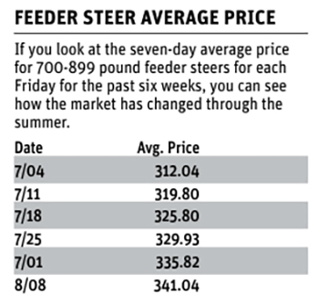 A chart showing "Feeder Steer Average Price" each week from July 4 to August 8, 2025.