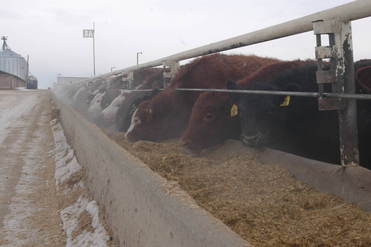 Feeder cattle eat from a feed bunk at a feedlot near Iron Springs, Alberta.