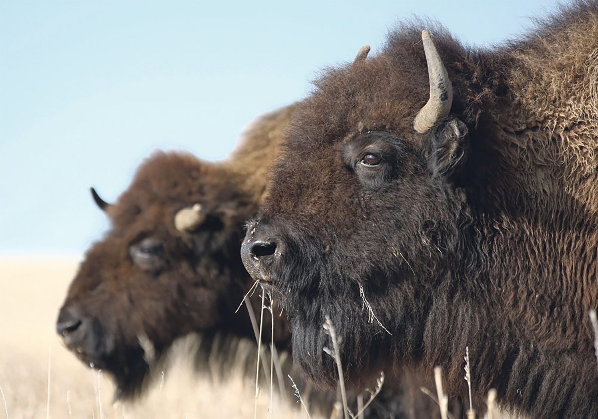 A close-up ohoto of the head of a bison, looking to the left in profile, while a second is behind, slightly further left and slightly out of focus.