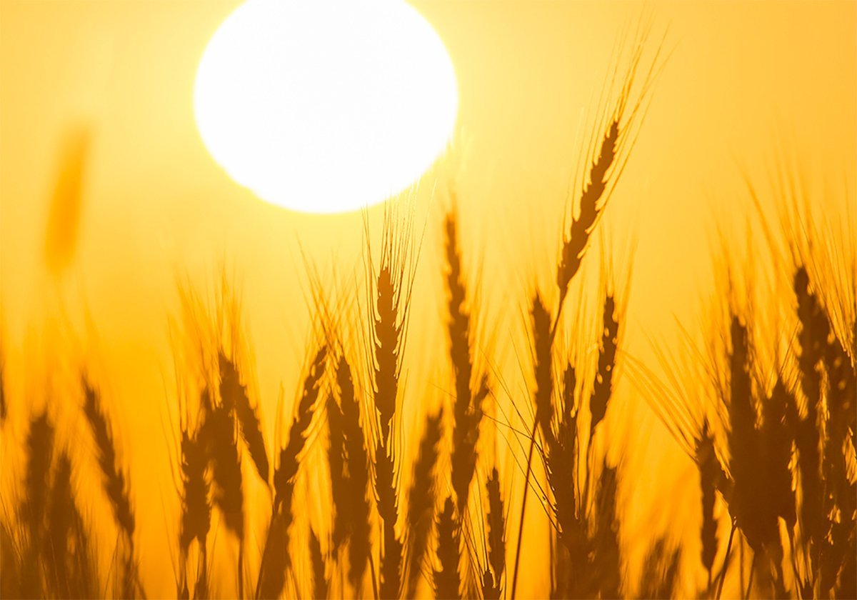 Some of the heads of a ripe wheat crop are silhouetted agains the backdrop of an orange sky and the blazing sun itself.