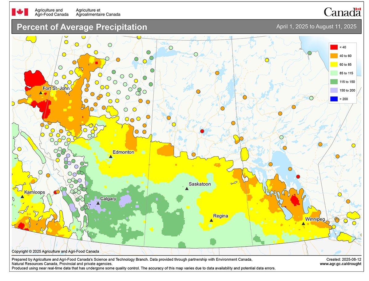 An Agriculture Canada map showing the "Percentage of Average Precipitation" across the Canadian prairies from April 1 to Augist 11, 2025. A Large yellow swath through the middle of the map indicated 60 to 85 per cent of normal precipitation.