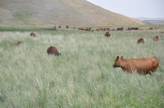 Cattle grazing in a pasture.