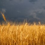 A ripe field of wheat stands ready to be harvested against a dark and cloudy sky in the background.