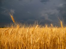 A ripe field of wheat stands ready to be harvested against a dark and cloudy sky in the background.