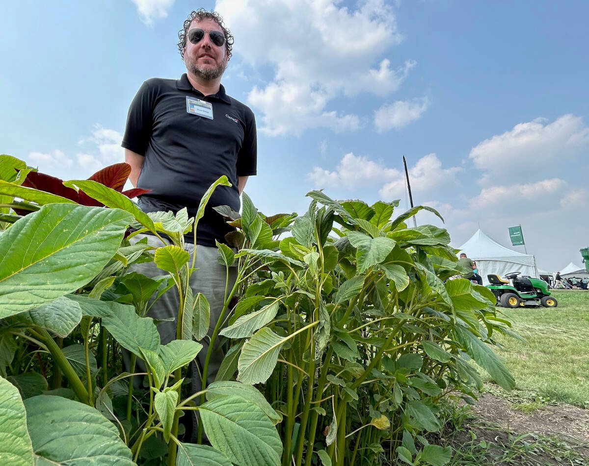 Shaun Sharpe, a weed scientist with Agriculture Canada in Saskatoon, stands amid a waist-high grain amaranth demonstration plot at the Ag in Motion farm show near Langham, Sask., in July 2025.