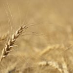 A wheat head in a ripe wheat field west of Marcelin, Saskatchewan, on August 27, 2022.