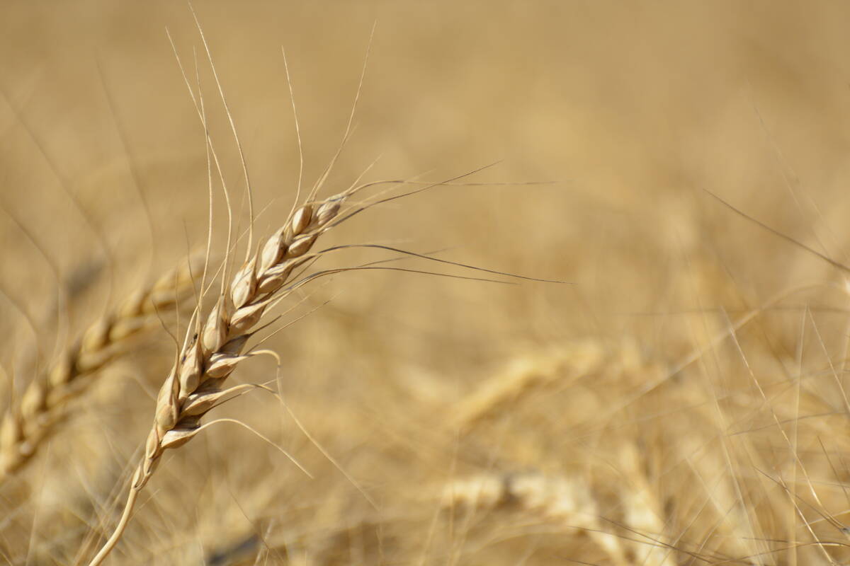 A wheat head in a ripe wheat field west of Marcelin, Saskatchewan, on August 27, 2022.