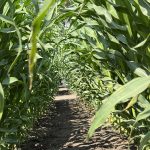 Looking down the "tunnel" formed between two rows of corn plants.