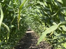 Looking down the "tunnel" formed between two rows of corn plants.