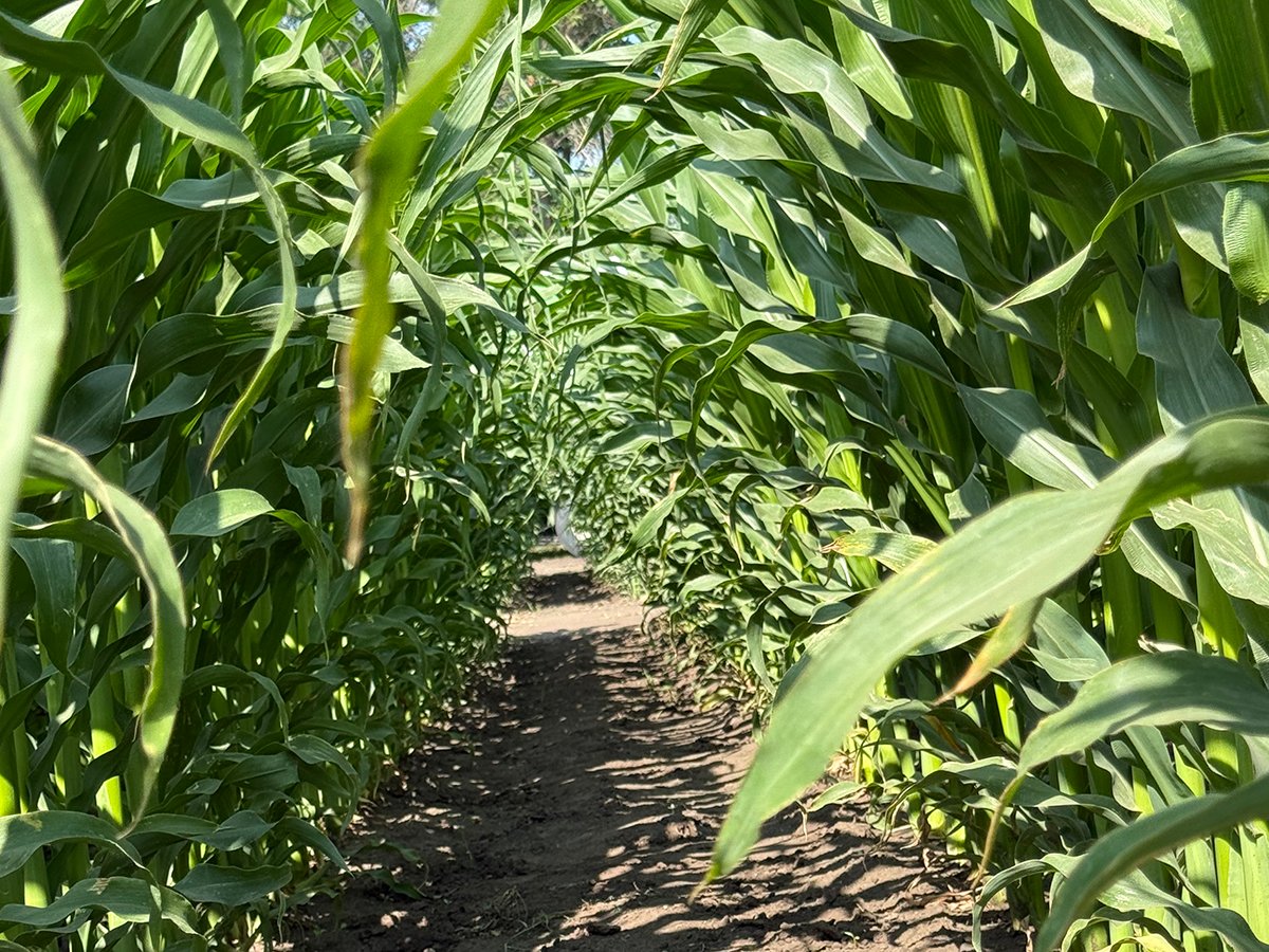 Looking down the "tunnel" formed between two rows of corn plants.