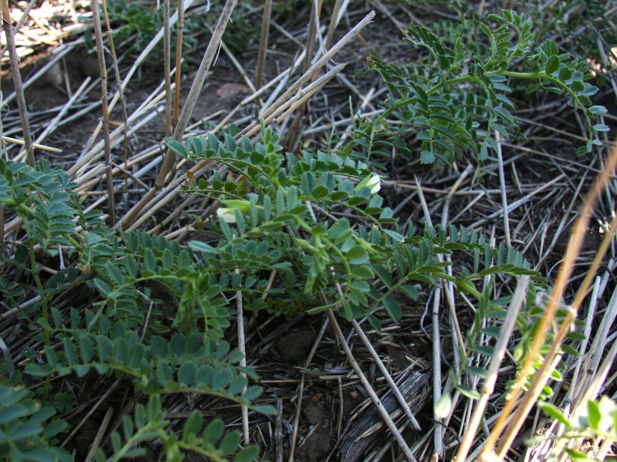 Chickpea plant in field near Davidson, Saskatchewan.