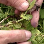 Close-up of a man's hands as he spreads open the pea canopy to show how to look for symptoms of mycosphaerella blight.