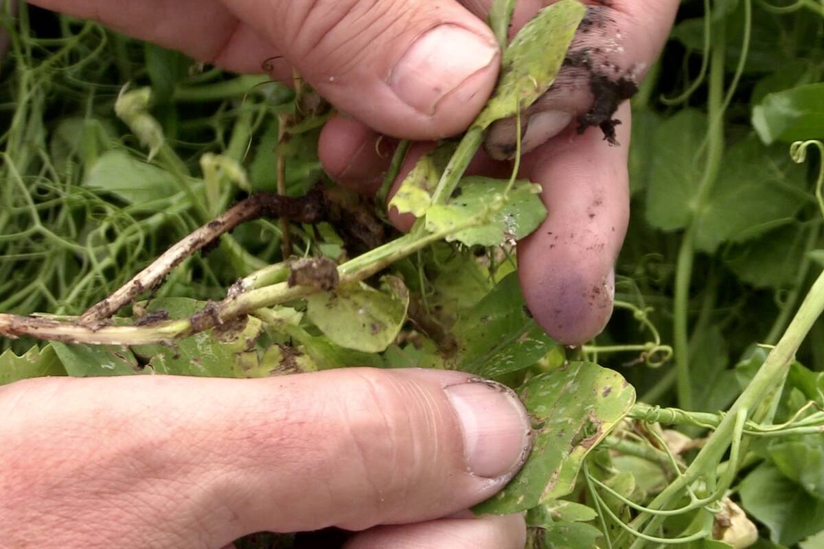 Close-up of a man's hands as he spreads open the pea canopy to show how to look for symptoms of mycosphaerella blight.